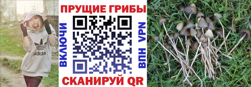 Псилоцибиновые грибы прущие грибы  Купить закладки  Ахтубинск 